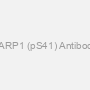 PARP1 (pS41) Antibody